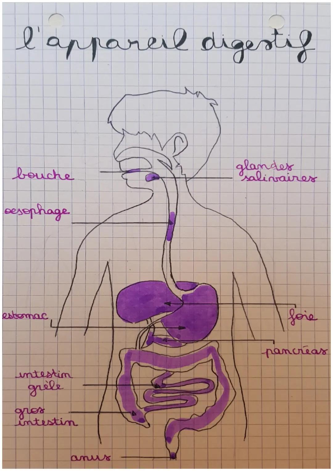 # l'appareil digestif

*   bouche

*   oesophage

*   estomac

*   intestin grêle

*   gros intestin

*   anus

*   glandes salivaires

*   