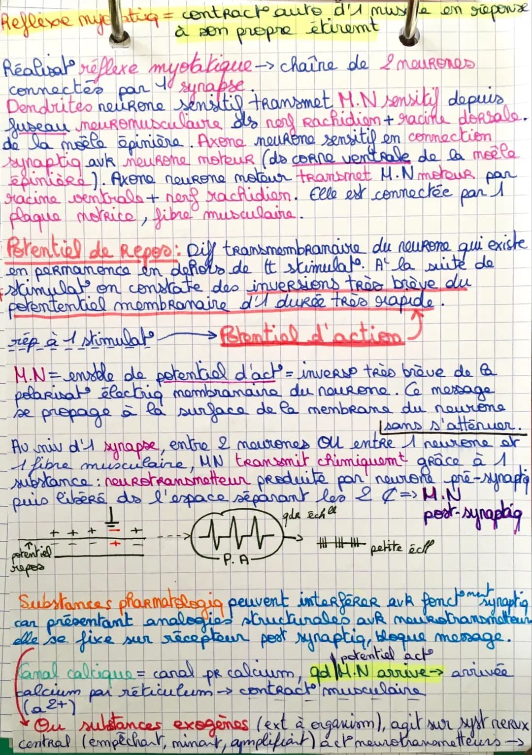 endogene
Stimulus
substance
blanche
contraction muxles &
Coupe transversale moêle épinière:
M
fuseau neuromusculaire
Stimulus
toptouher-and
