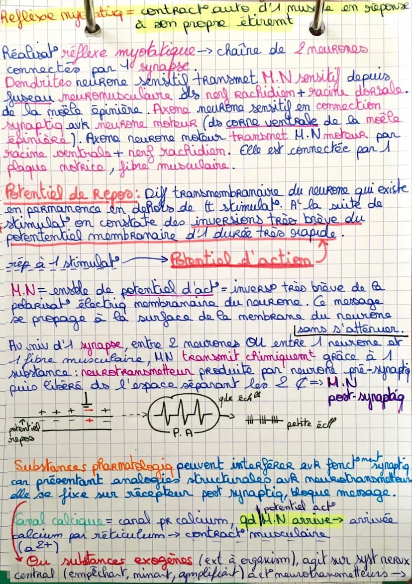 endogene
Stimulus
substance
blanche
contraction muxles &
Coupe transversale moêle épinière:
M
fuseau neuromusculaire
Stimulus
toptouher-and
