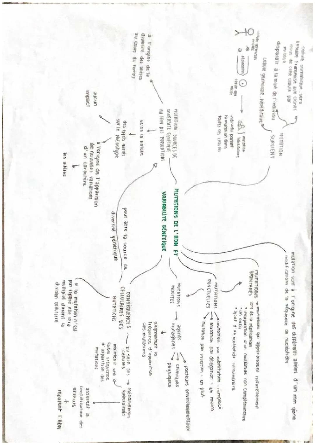 Types de Mutations Génétiques: Cours PDF et Exemples