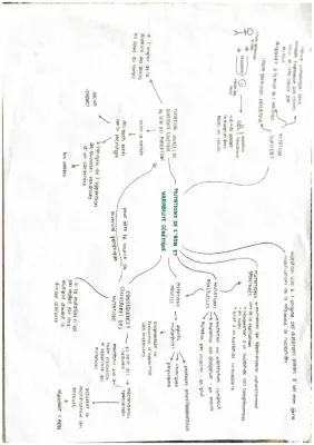 Know  Mutation de l’ADN et variabilité génétique thumbnail