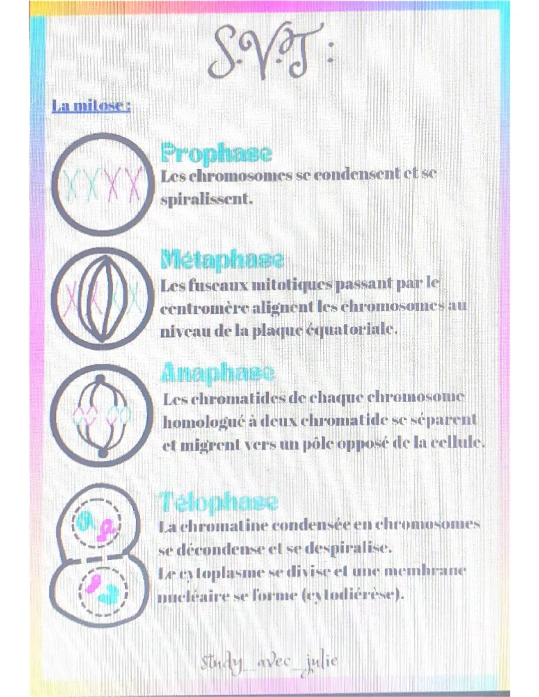 La mitose et la méiose 