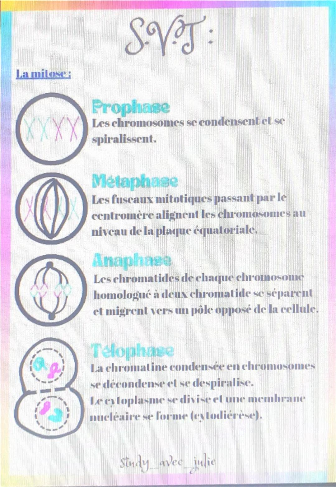 La milose:
SVT:
XXXX
Prophase
Les chromosomes se condensent et se
spiralissent.
Metaphase
Les fuscaux mitotiques passant par le
centromère a