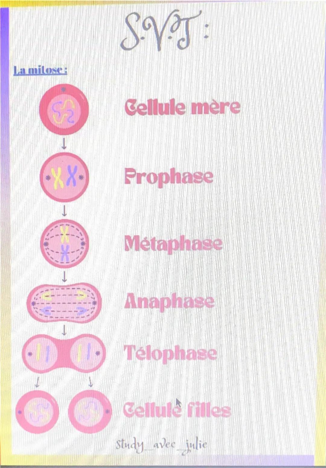 La milose:
SVT:
XXXX
Prophase
Les chromosomes se condensent et se
spiralissent.
Metaphase
Les fuscaux mitotiques passant par le
centromère a