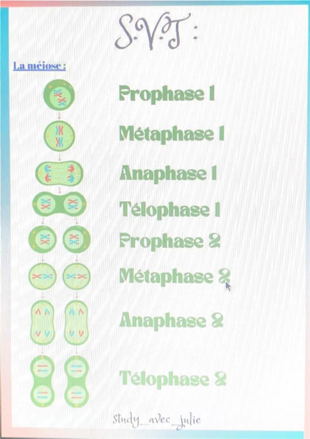 La milose:
SVT:
XXXX
Prophase
Les chromosomes se condensent et se
spiralissent.
Metaphase
Les fuscaux mitotiques passant par le
centromère a