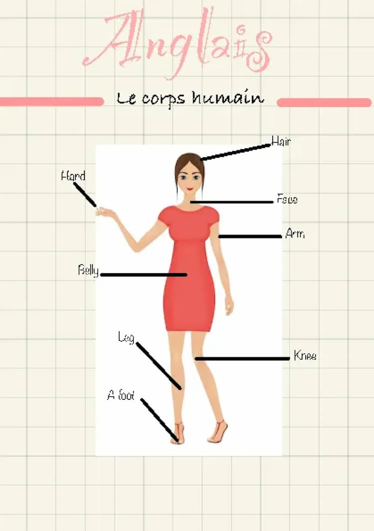 Know le corps En anglais thumbnail