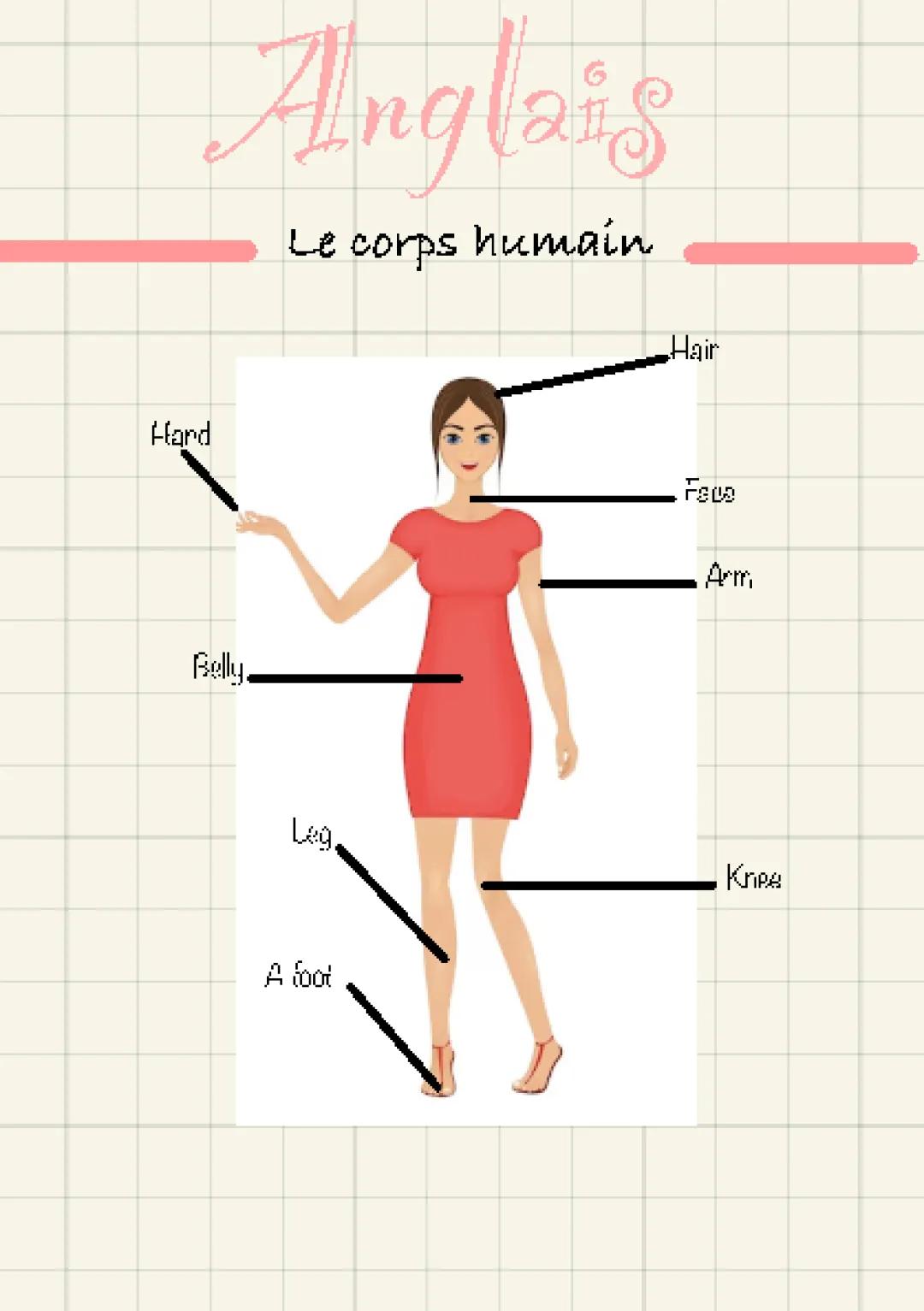 Découvre les Parties du Corps Humain en Anglais - PDF et Exercices Amusants