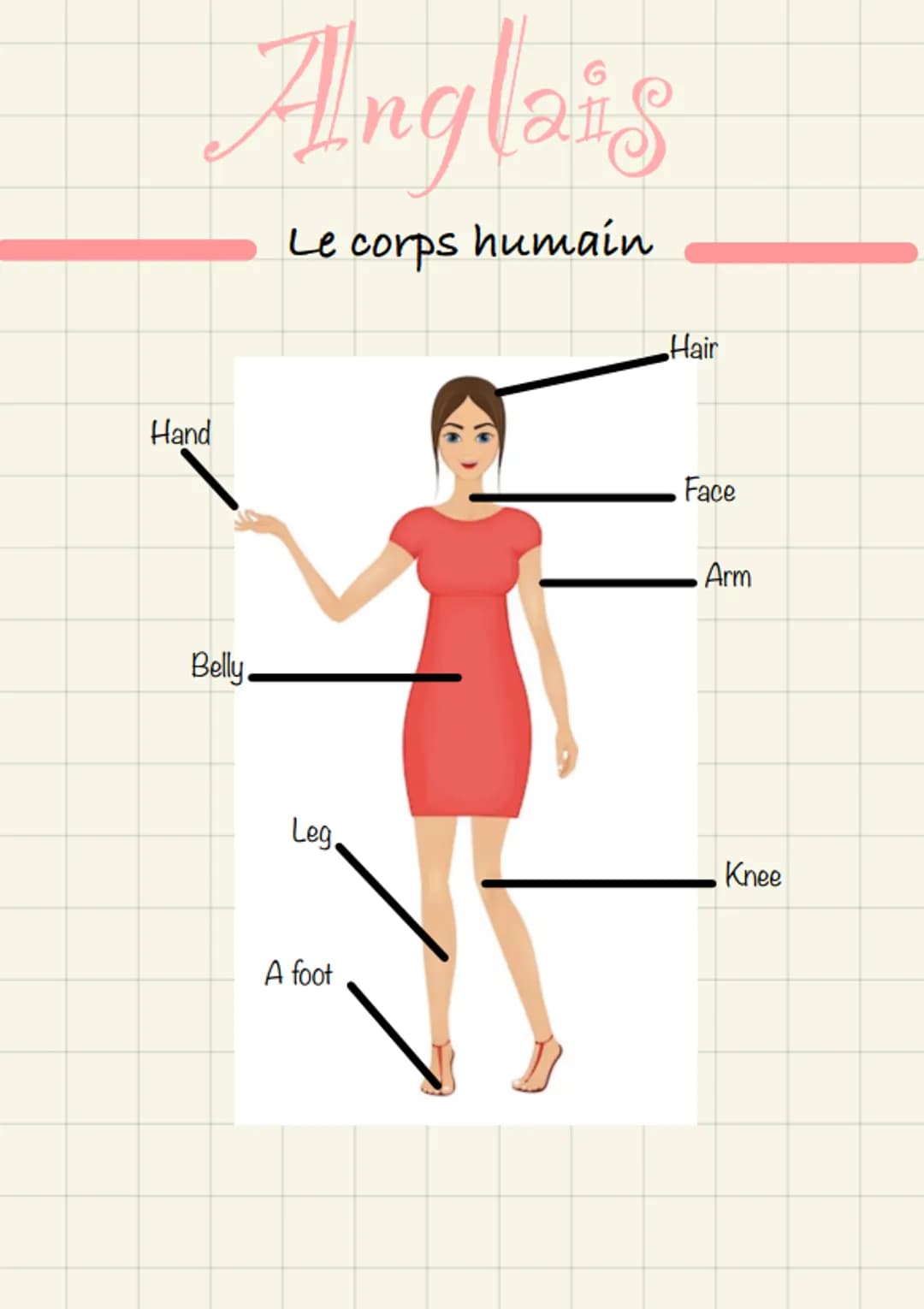 Anglais
Le corps humain
Hand
Belly
Leg
A foot
Hair
Face
Arm
Knee