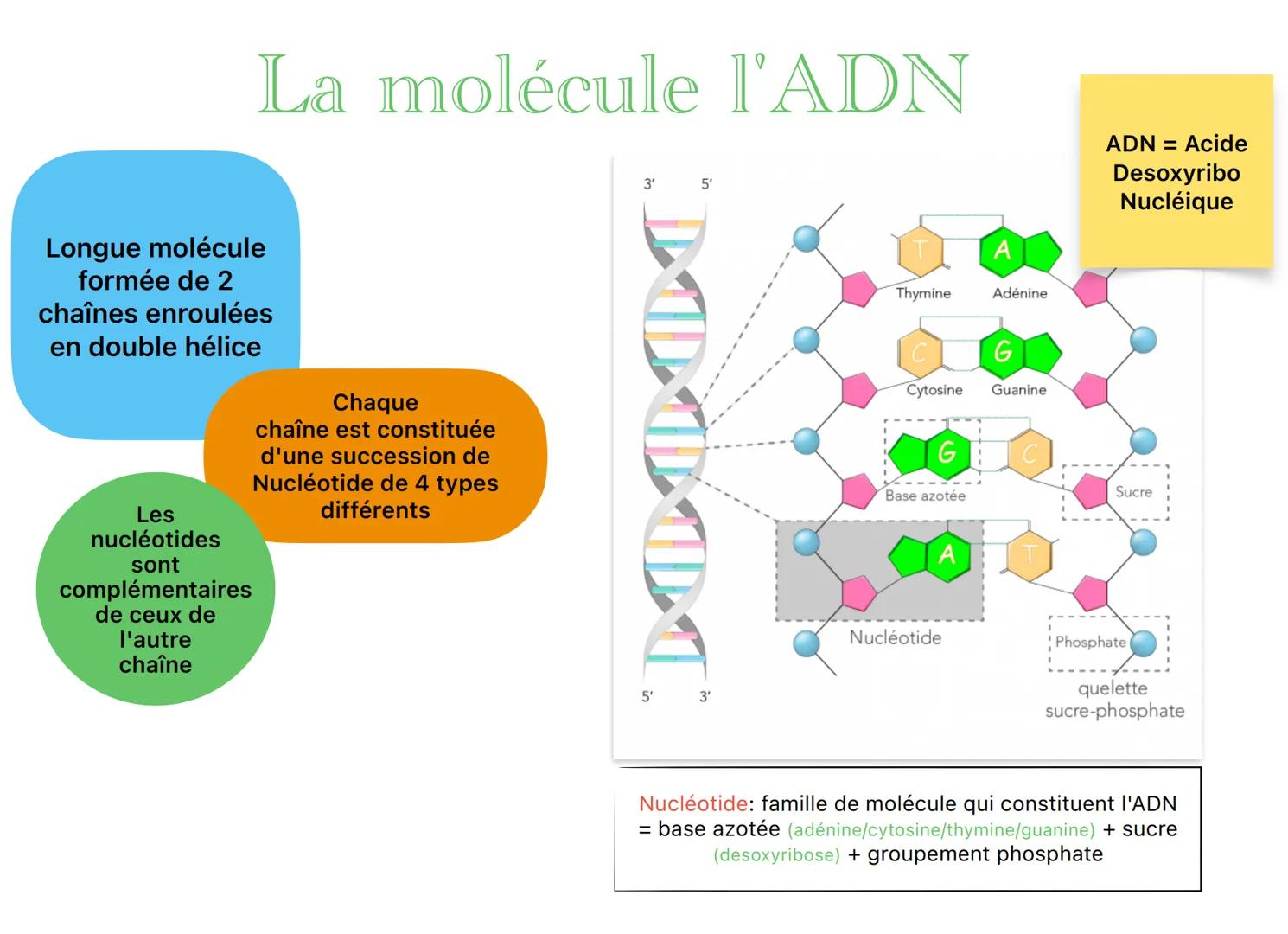 Longue molécule
formée de 2
chaînes enroulées
en double hélice
Les
nucleotides
La molécule l'ADN
Chaque
chaîne est constituée
d'une successi