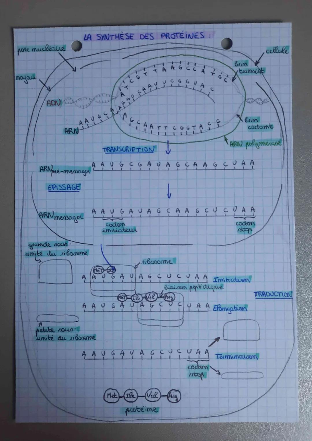 pore nucléaire
пазал
ADN
ARN
LA SYNTHÈSE DES PROTÉINES :
AAUGC
ARNmé-messager
EPISSAGE
ARN messager
grande sous-
unité du ribosome
A
L
AG
L
