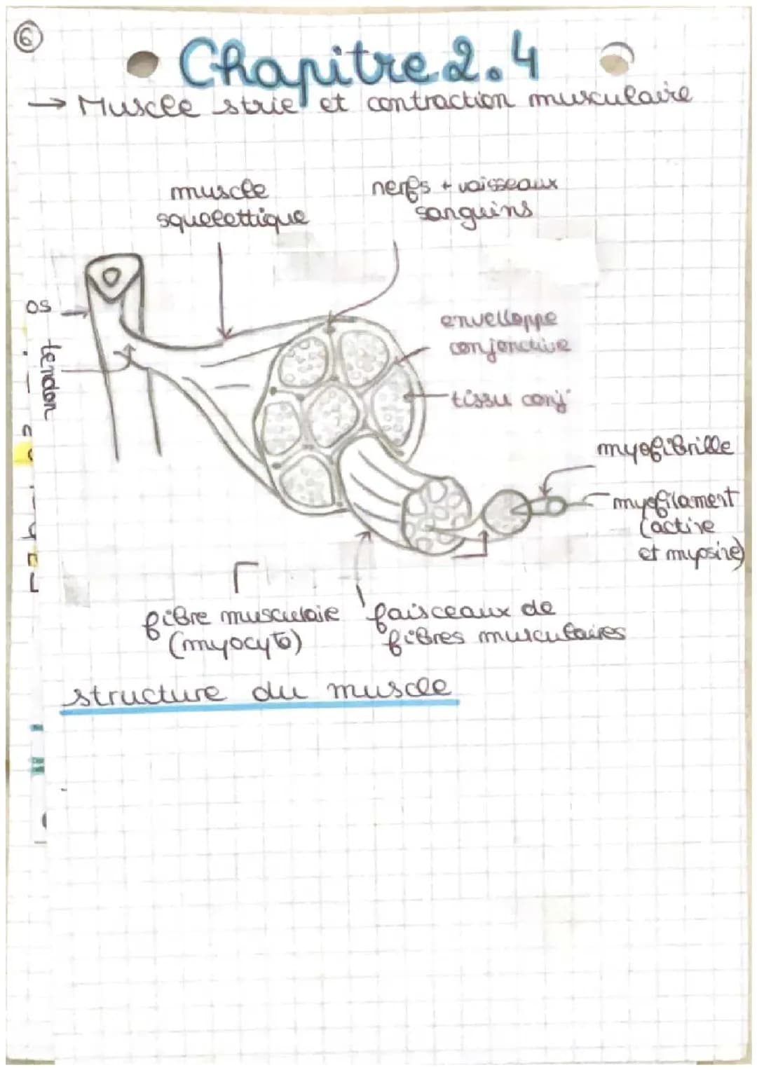 Schéma du Sarcomère et Contraction Musculaire - Les 5 Étapes Faciles