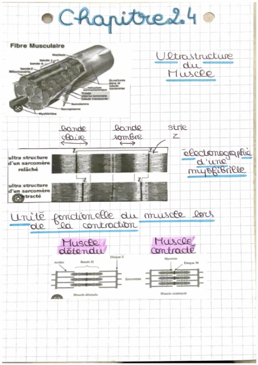 OS
tendon
Chapitre 2.4
Muscle strie et contraction musculaire
muscle
squelettique
neres + vaisseaux
sanguins
envelloppe
conjonctive
'tissu c