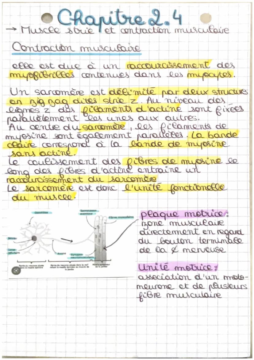 OS
tendon
Chapitre 2.4
Muscle strie et contraction musculaire
muscle
squelettique
neres + vaisseaux
sanguins
envelloppe
conjonctive
'tissu c
