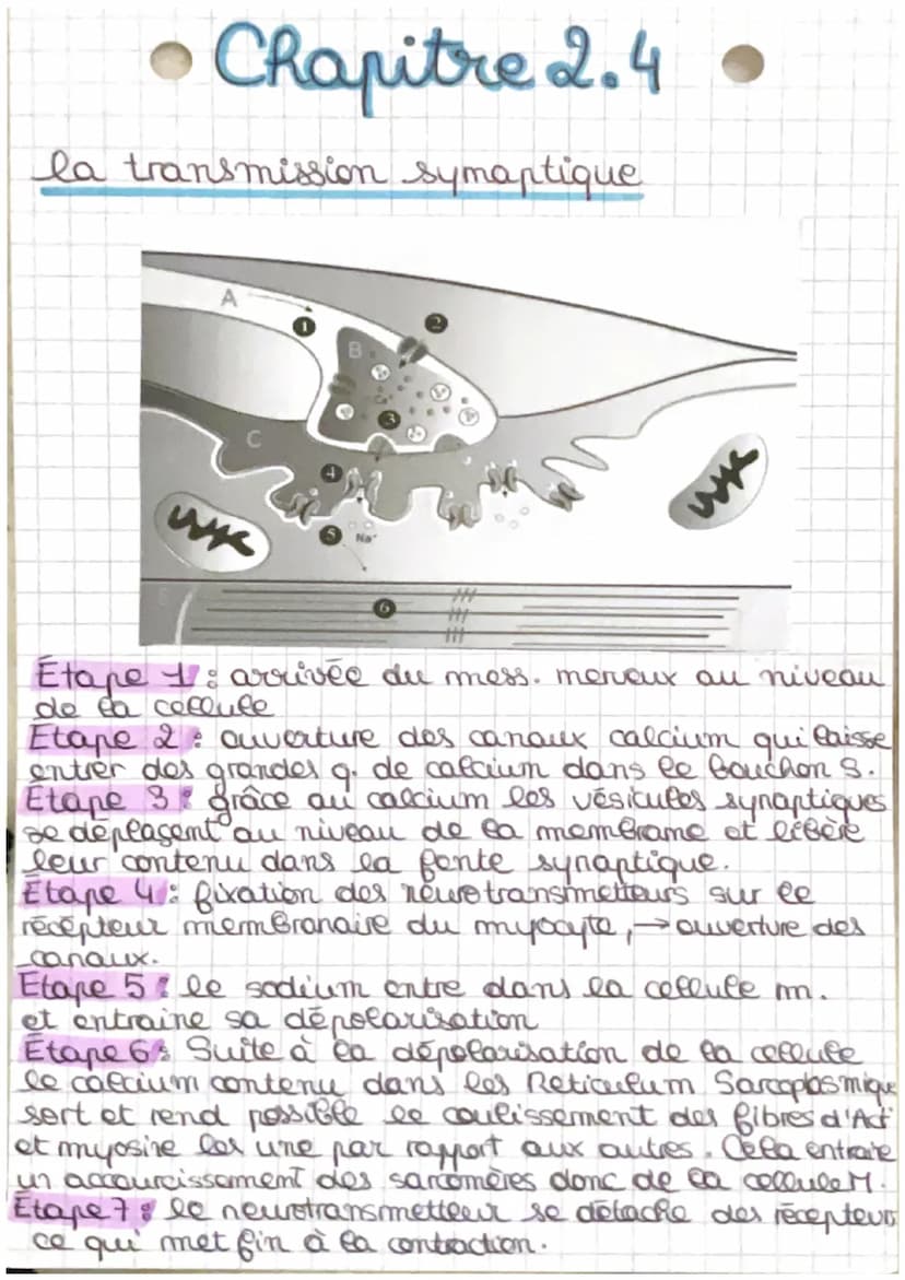 OS
tendon
Chapitre 2.4
Muscle strie et contraction musculaire
muscle
squelettique
neres + vaisseaux
sanguins
envelloppe
conjonctive
'tissu c