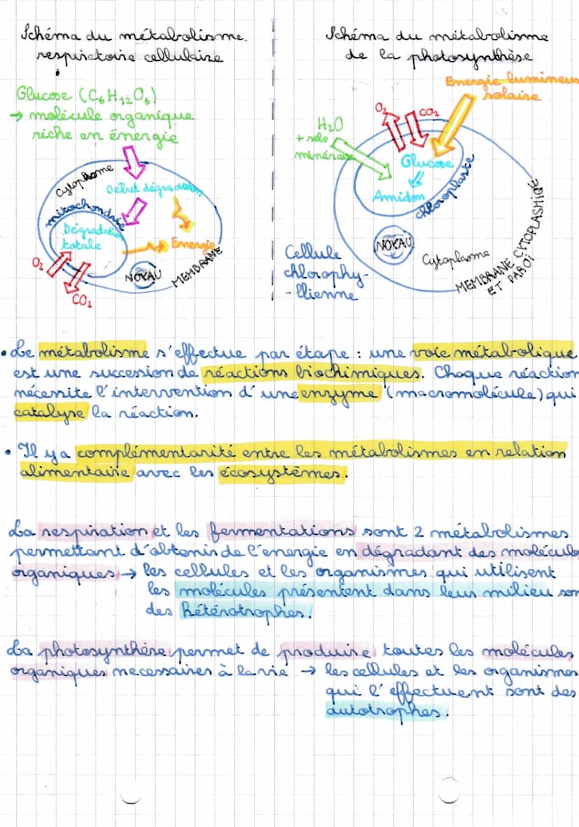21/11/20
Le métabolisme des.
cellules
METABOLISME ensemble des transformations biochimiques quise
déroulent dans une cellule.
AUTOTROPHE: ca