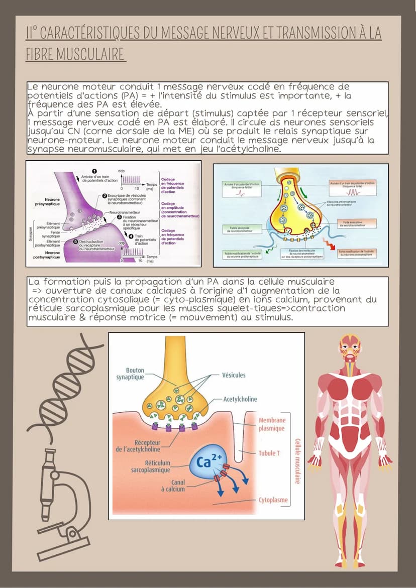 LE REFLEXE MYOTATIQUE
I° LES STRUCTURES IMPLIQUÉES DANS LE RÉFLEXE
Le réflexe myotatique correspond à 1 contraction d'1 muscle en réponse à
