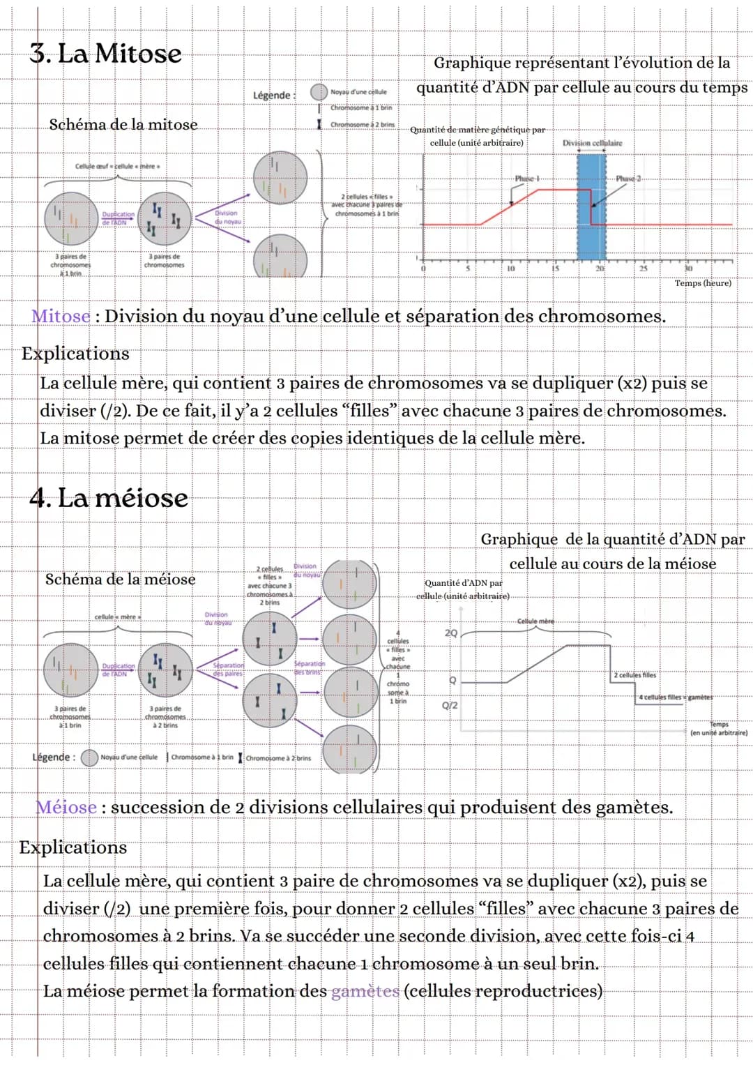 La Mitose et la Méiose