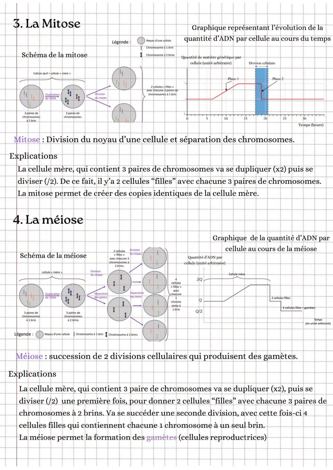 3. La Mitose
Schéma de la mitose.
Cellule cuf-cellule mère
3 paires de
chromosomes
1. brin..
Duplication
de l'ADN
3 paires de
chromosomes
31