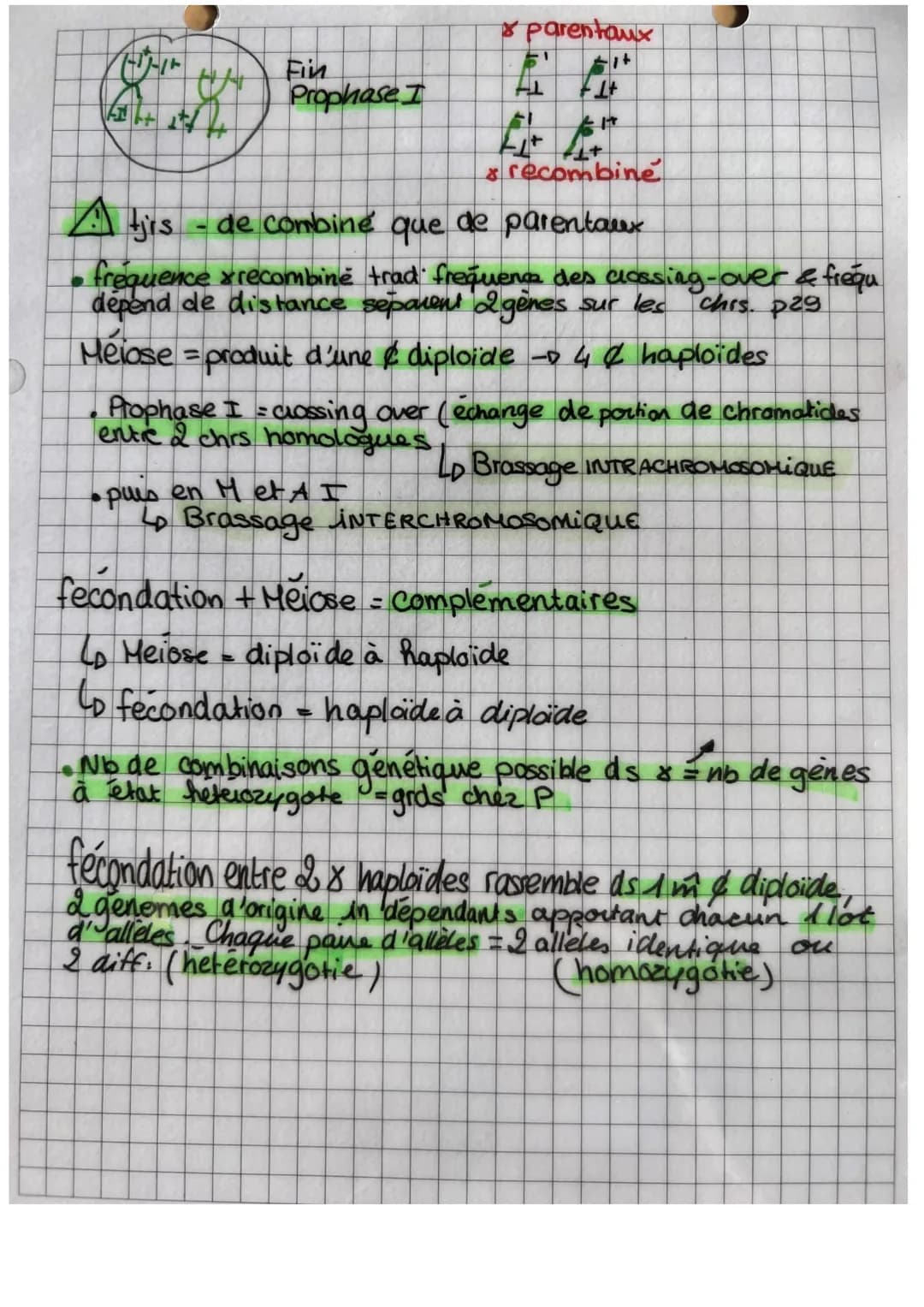 3
O
es lies (linkage)
Brassage avec genes
2 races pures drasophile
P dr. sauvage
X Pdr. phénotype alternatif
F1 dros. hybride
=>
La F1 posse