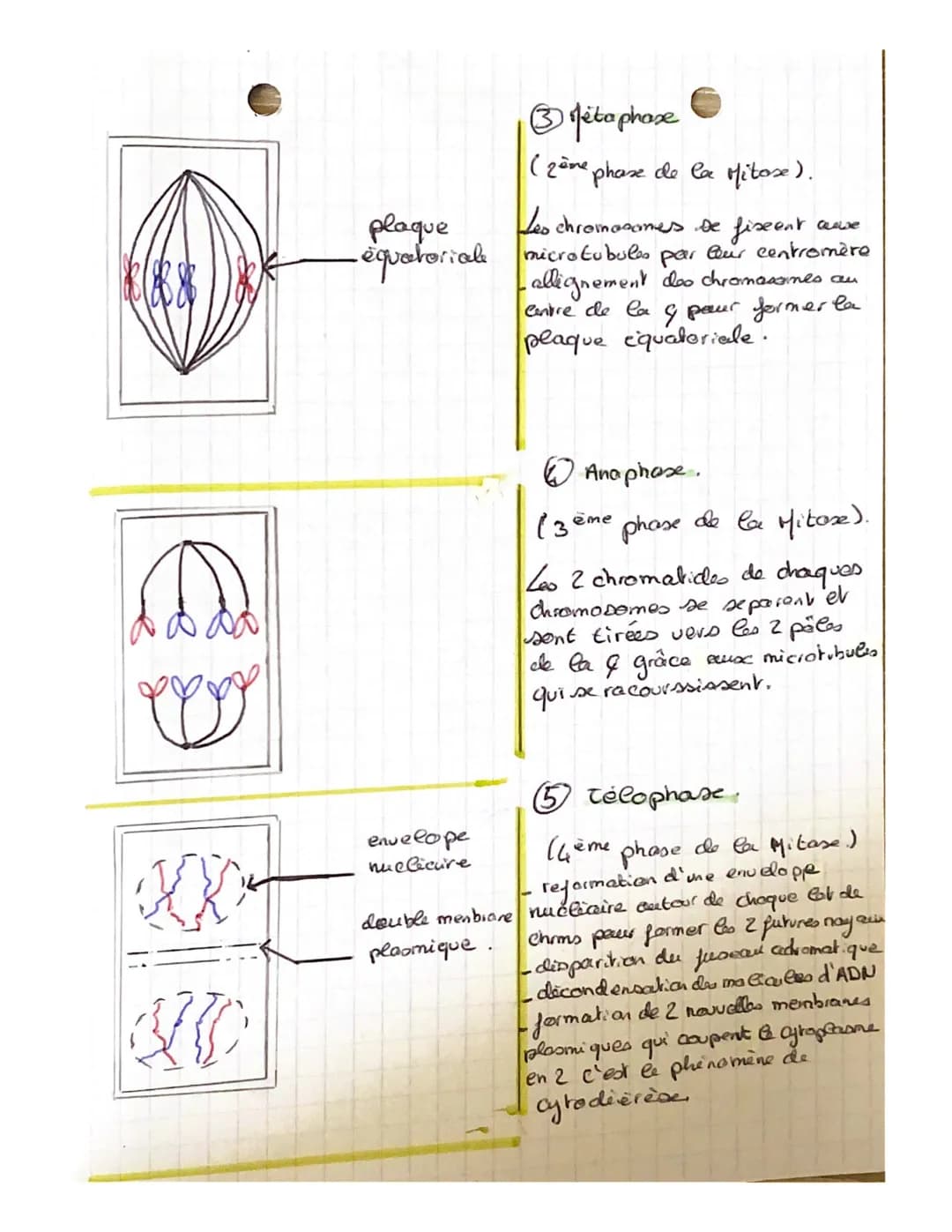 S.V.T
●Programine Génétique.
Les divisions & Cle Caires;
ent les mêmes gines
tous les individus D'une même espèce.
portés par es mêmes chrom