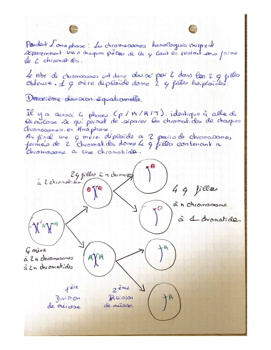S.V.T
●Programine Génétique.
Les divisions & Cle Caires;
ent les mêmes gines
tous les individus D'une même espèce.
portés par es mêmes chrom