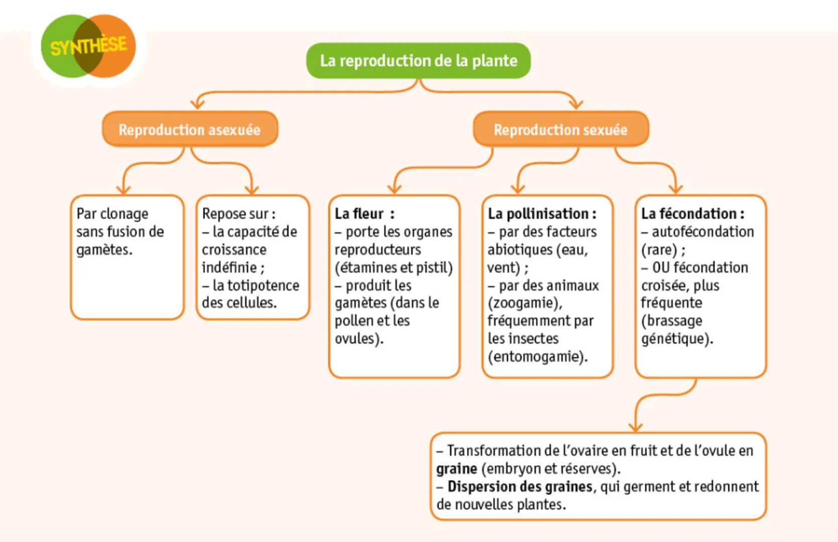 SYNTHÈSE
Reproduction asexuée
Par clonage
sans fusion de
gamètes.
Repose sur :
- la capacité de
croissance
indéfinie;
- la totipotence
des c