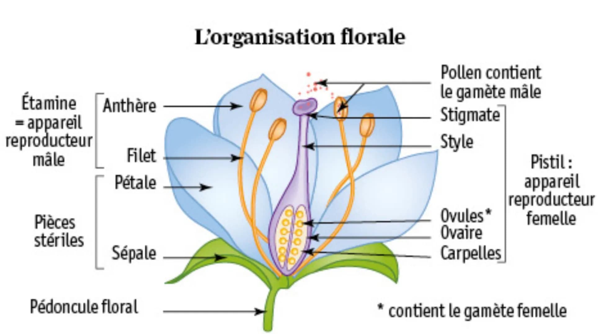 SYNTHÈSE
Reproduction asexuée
Par clonage
sans fusion de
gamètes.
Repose sur :
- la capacité de
croissance
indéfinie;
- la totipotence
des c
