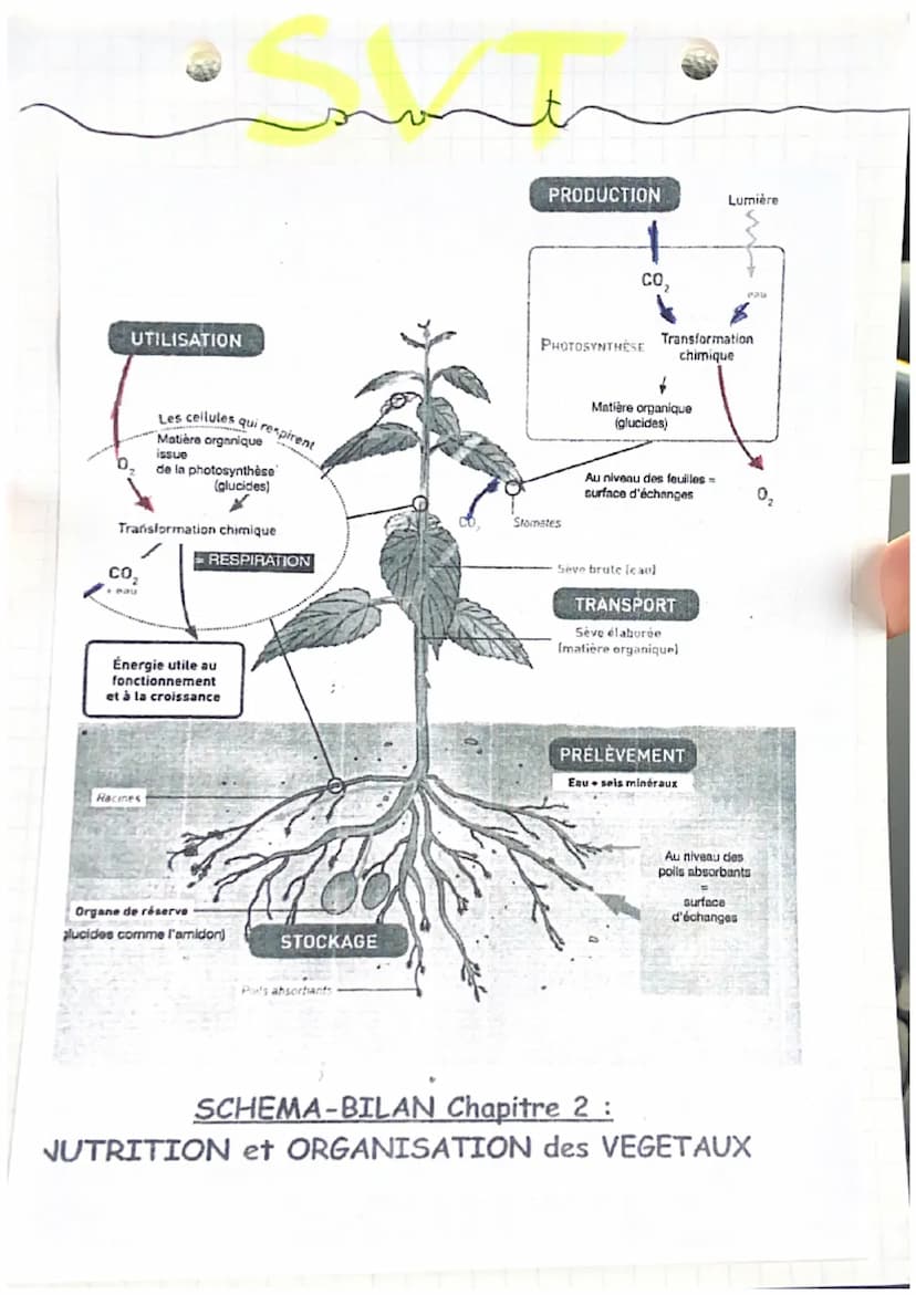 SKL
revitian chap 2: Nutrition et organisme.
végétaux
Tout les organes et tissus des végétaux sont
Constituées de cellules.
Formules de la r