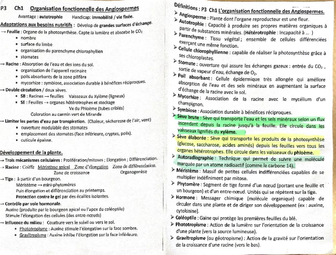 Organisation fonctionnelle des angiospermes 