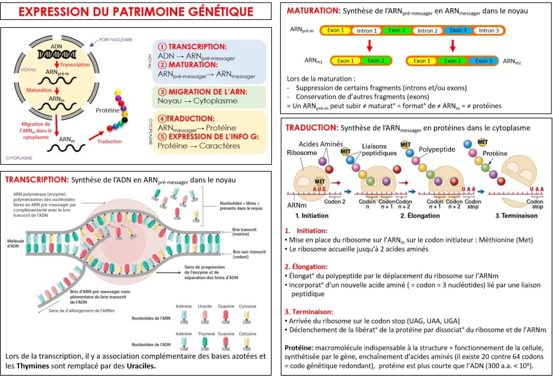 Expression du patrimoine génétique 
