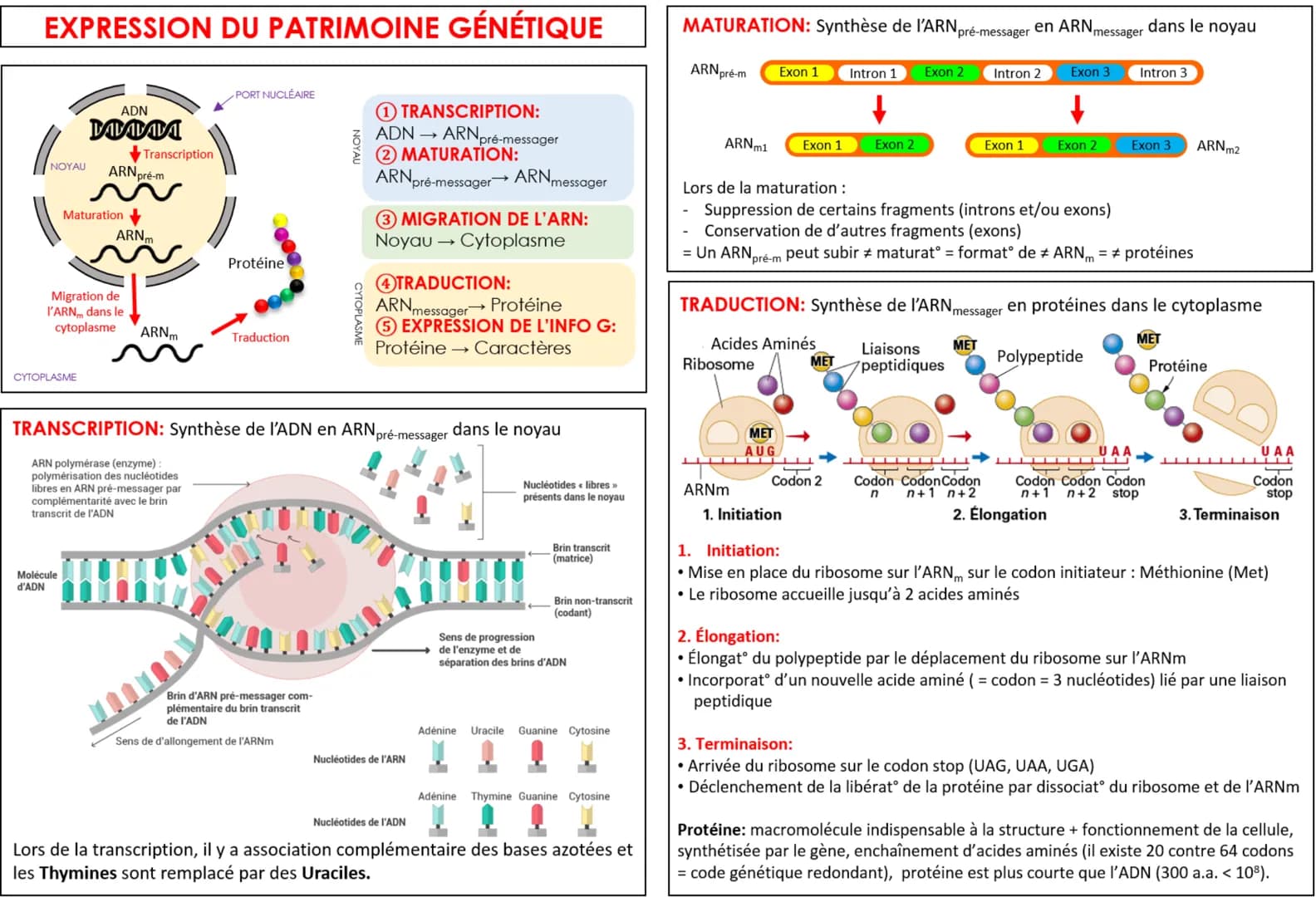 EXPRESSION DU PATRIMOINE GÉNÉTIQUE
NOYAU
ADN
VOTTA
CYTOPLASME
Maturation
Molécule
d'ADN
Transcription
ARN pré-m
Migration de
l'ARN dans le
c