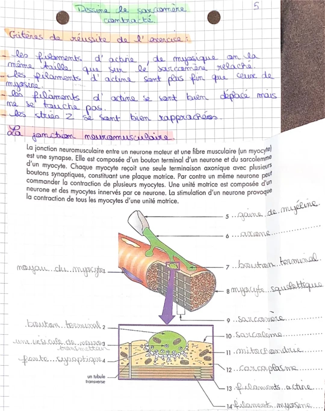 Dessine dhe car comère
contracté
Gritères de réussite de l'exercice :
les futaments d'actine
même taille
que sur
les filaments 'd' actine so