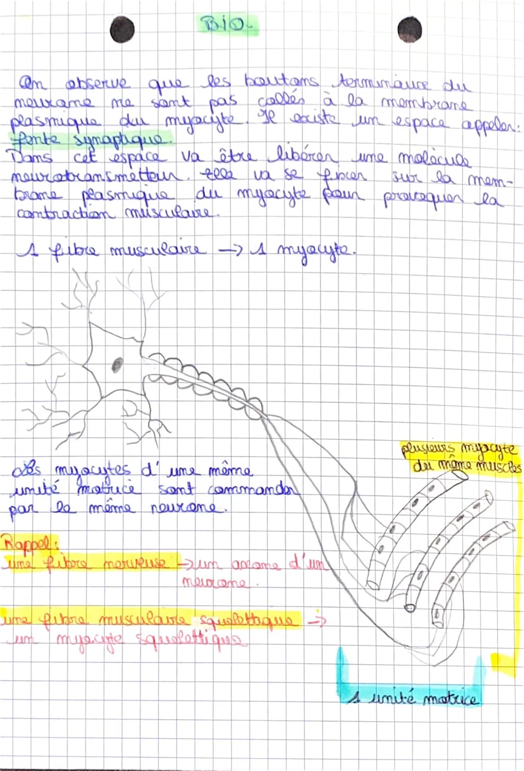 Dessine dhe car comère
contracté
Gritères de réussite de l'exercice :
les futaments d'actine
même taille
que sur
les filaments 'd' actine so