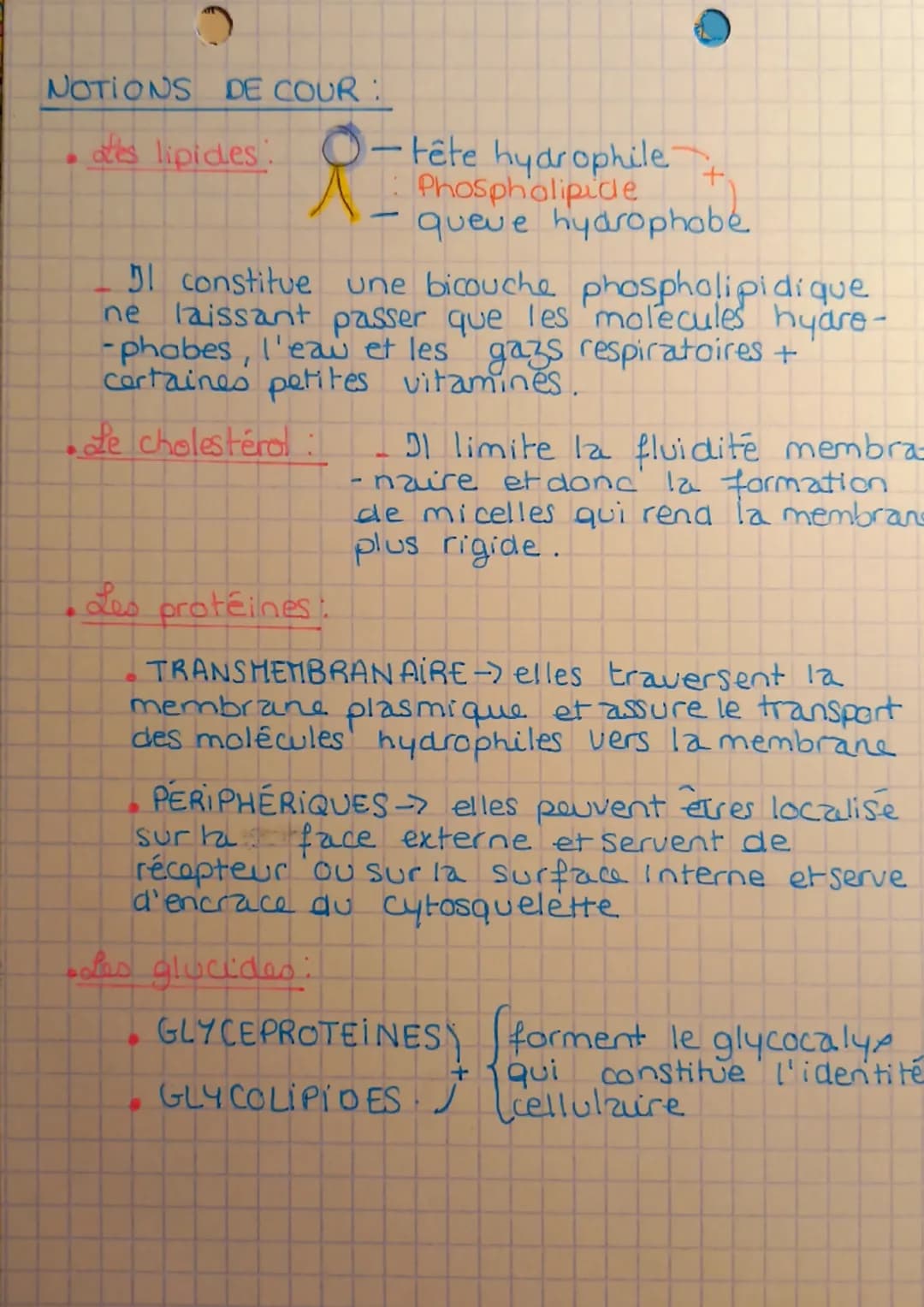 tot
Enseigne hent
outre
Scientifique
KAMEMBRANE acasmique
SCHEMA DE LA MEMBRANE PLASMIQUE:
egoce
ooch
7nm
0000
bicouche
lipidique
a
profeine