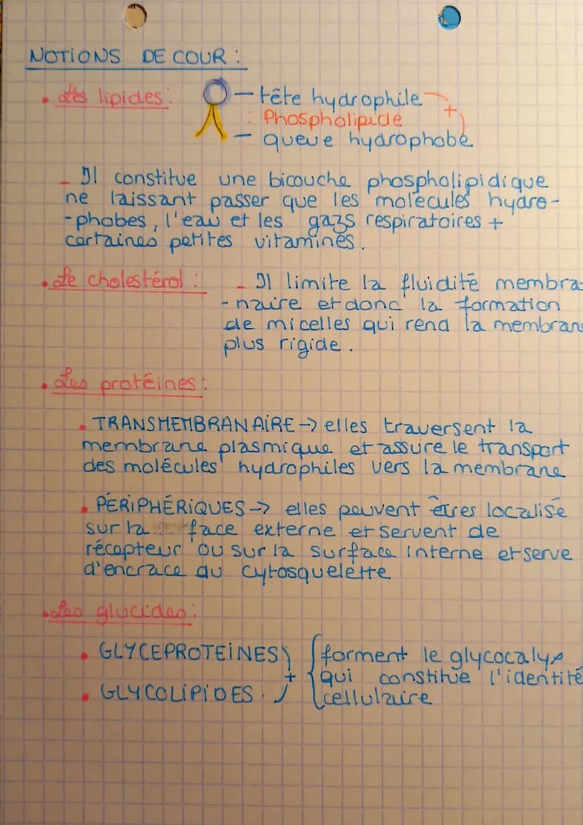 tot
Enseigne hent
outre
Scientifique
KAMEMBRANE acasmique
SCHEMA DE LA MEMBRANE PLASMIQUE:
egoce
ooch
7nm
0000
bicouche
lipidique
a
profeine