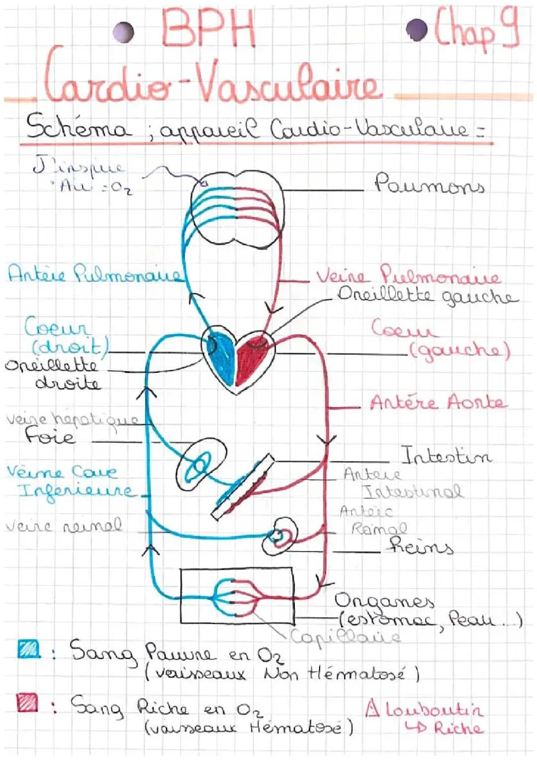 Tout sur le Cœur et le Système Cardio-Vasculaire: Schémas et PDF Faciles