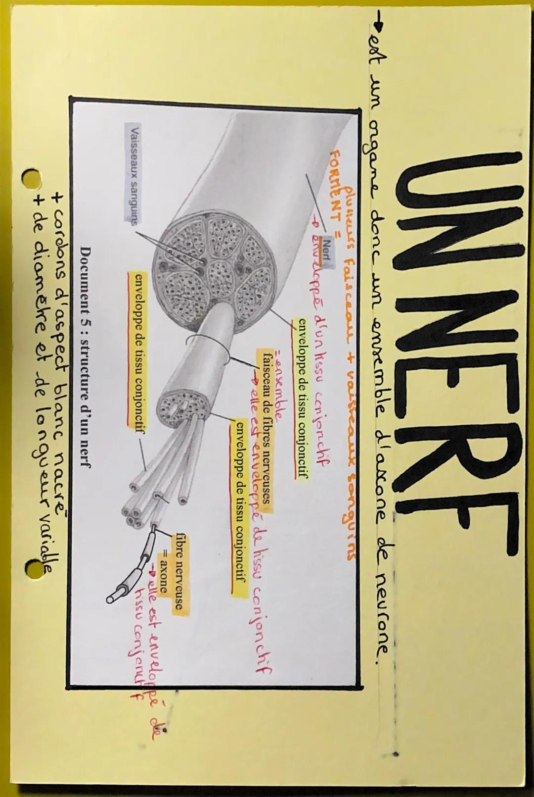 UN NERF
est un organe donc un ensemble d'ascone de neurone.
plusieurs faisceaul + vaisse
FORMENT =
Nerf
• enveloppé d'un tissu conjonctif
en