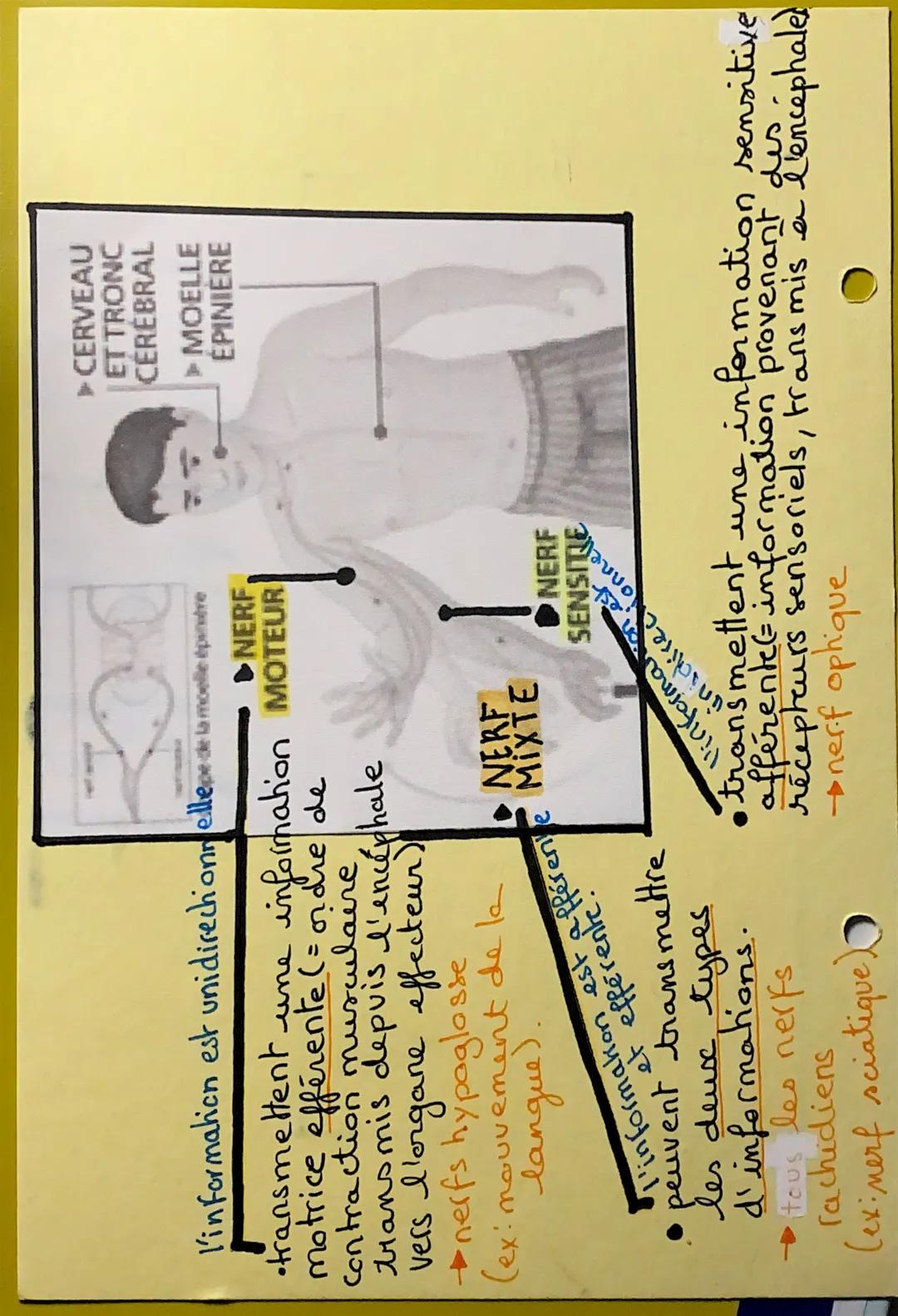 UN NERF
est un organe donc un ensemble d'ascone de neurone.
plusieurs faisceaul + vaisse
FORMENT =
Nerf
• enveloppé d'un tissu conjonctif
en