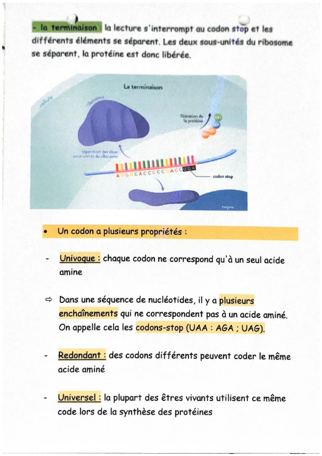 De l'ADN à la protéine
Définitions :
ARN messager (ou ARNm): L'ARN messager est une copie simple
brin de l'ADN, synthétisée dans le noyau et