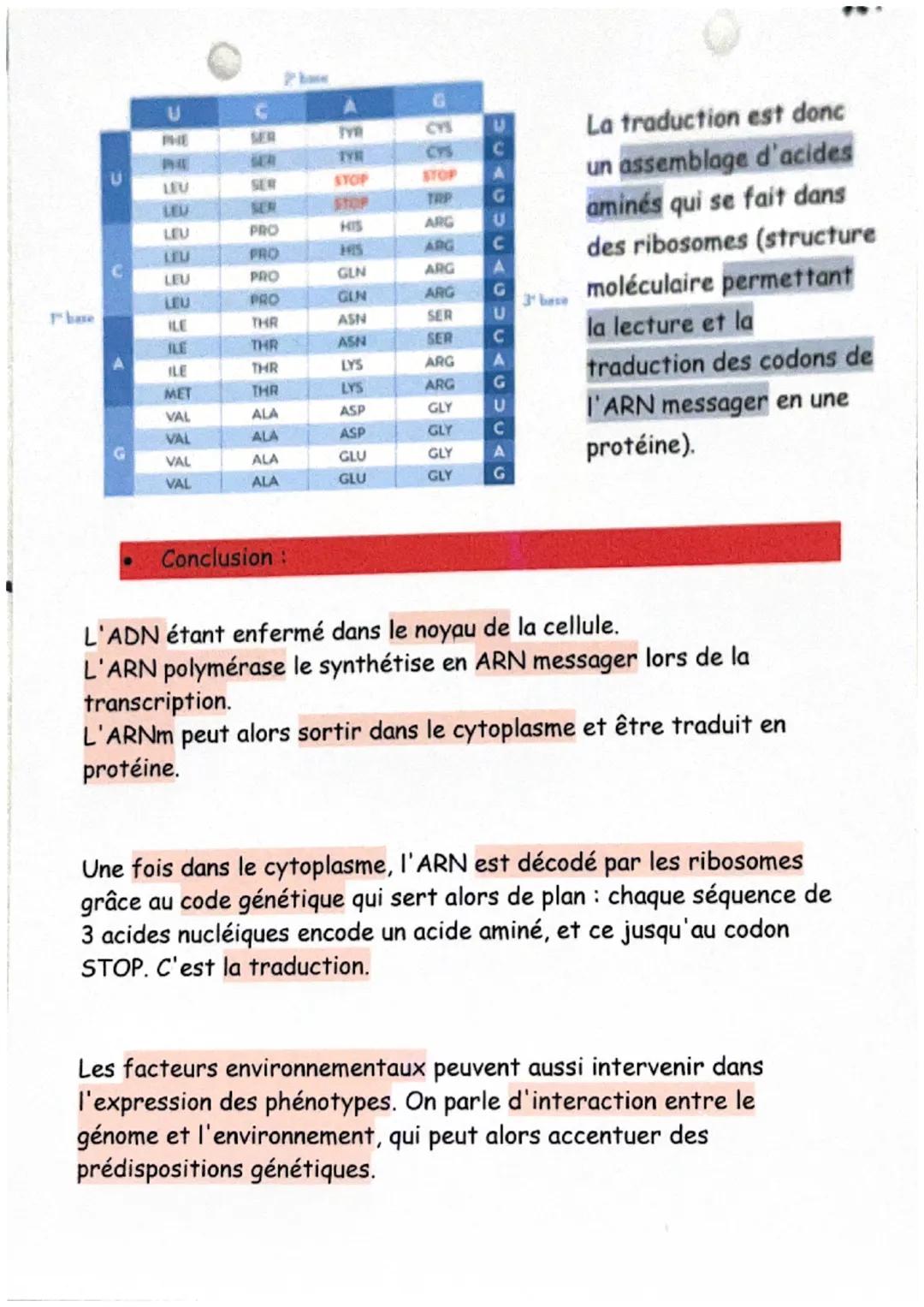 De l'ADN à la protéine
Définitions :
ARN messager (ou ARNm): L'ARN messager est une copie simple
brin de l'ADN, synthétisée dans le noyau et