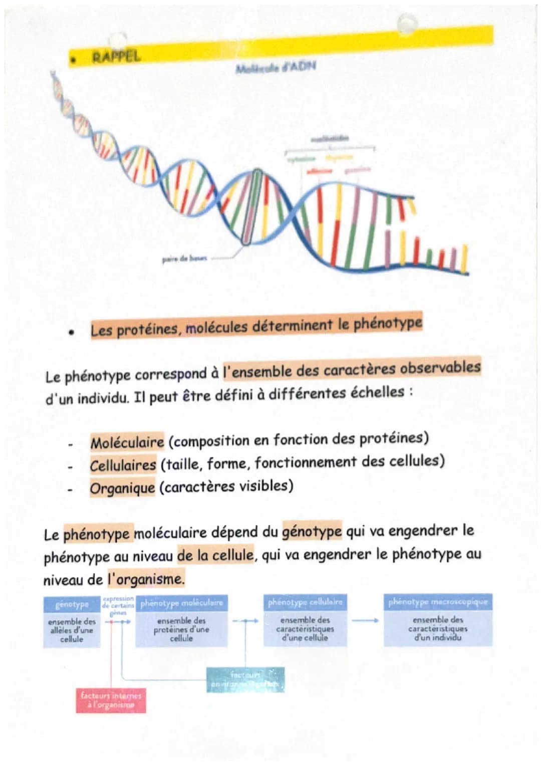 De l'ADN à la protéine
Définitions :
ARN messager (ou ARNm): L'ARN messager est une copie simple
brin de l'ADN, synthétisée dans le noyau et