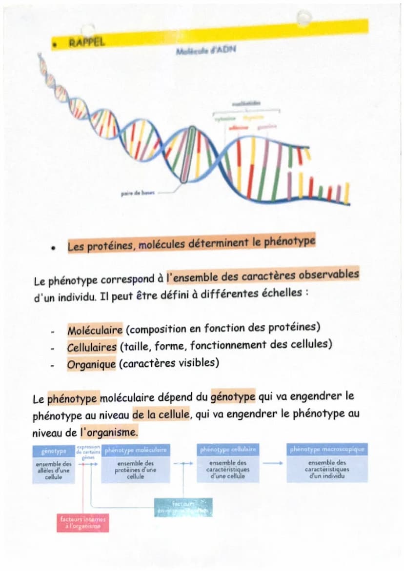 De l'ADN à la protéine
Définitions :
ARN messager (ou ARNm): L'ARN messager est une copie simple
brin de l'ADN, synthétisée dans le noyau et
