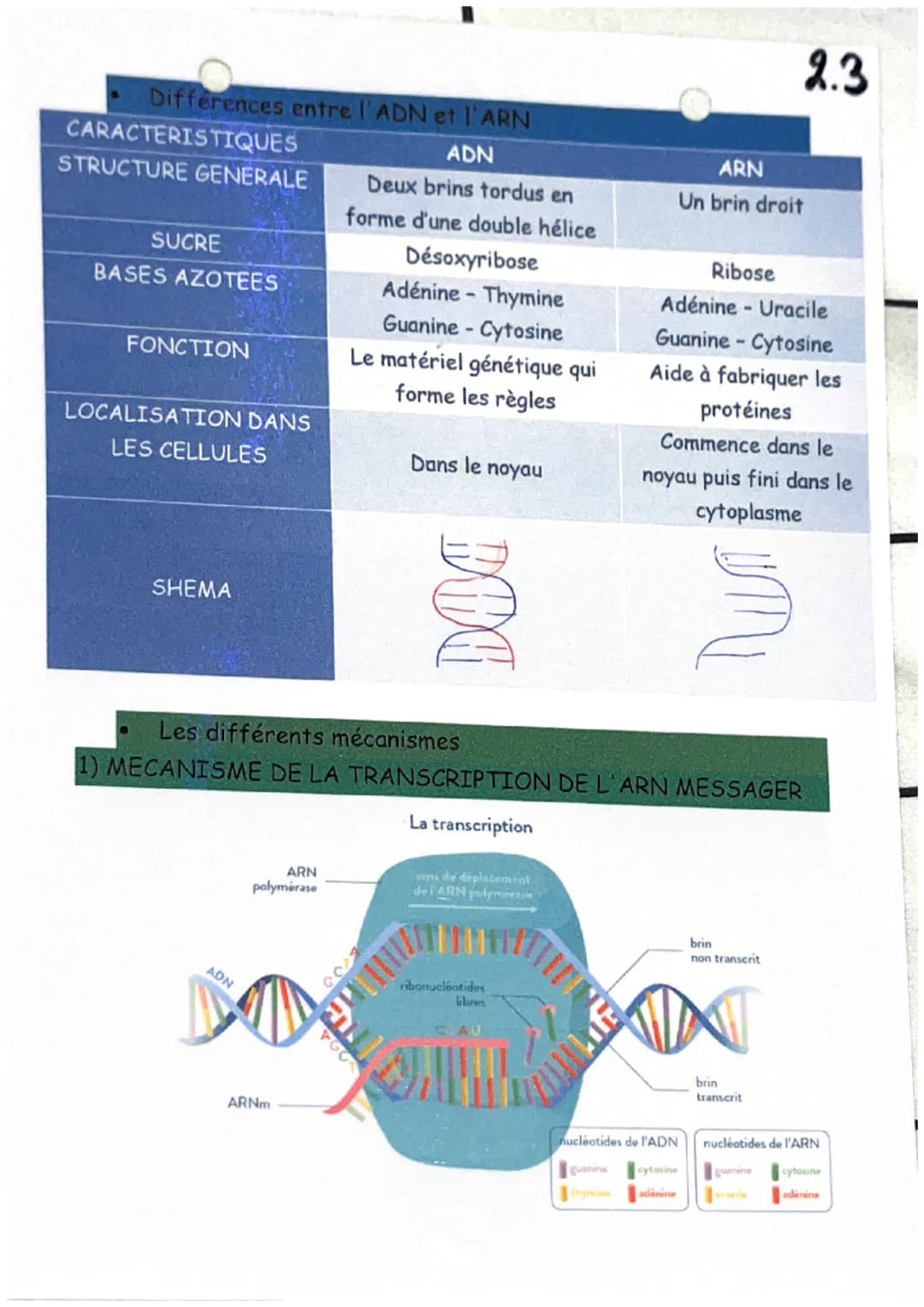 De l'ADN à la protéine
Définitions :
ARN messager (ou ARNm): L'ARN messager est une copie simple
brin de l'ADN, synthétisée dans le noyau et