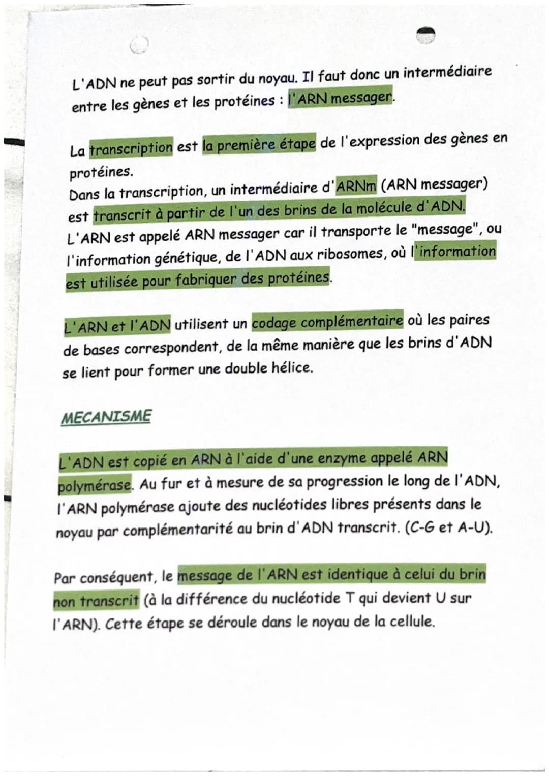 De l'ADN à la protéine
Définitions :
ARN messager (ou ARNm): L'ARN messager est une copie simple
brin de l'ADN, synthétisée dans le noyau et