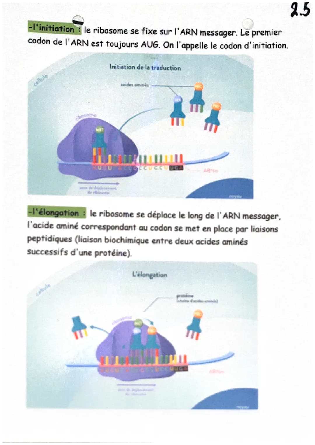 De l'ADN à la protéine
Définitions :
ARN messager (ou ARNm): L'ARN messager est une copie simple
brin de l'ADN, synthétisée dans le noyau et