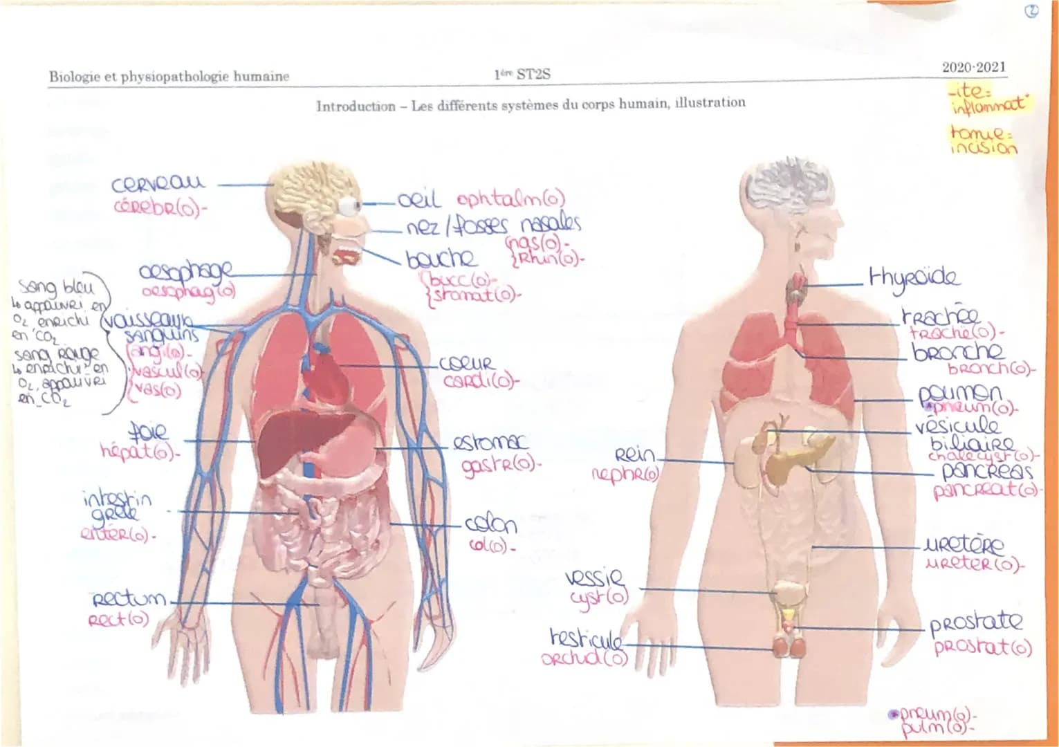 Biologie et physiopathologie humaine
cerveau
CóRebR(o)-
sang Rouge
4 endichi
OL, appauvri
en CO₂
en
oesophage
oesophagio)
Sang blau
to appoi