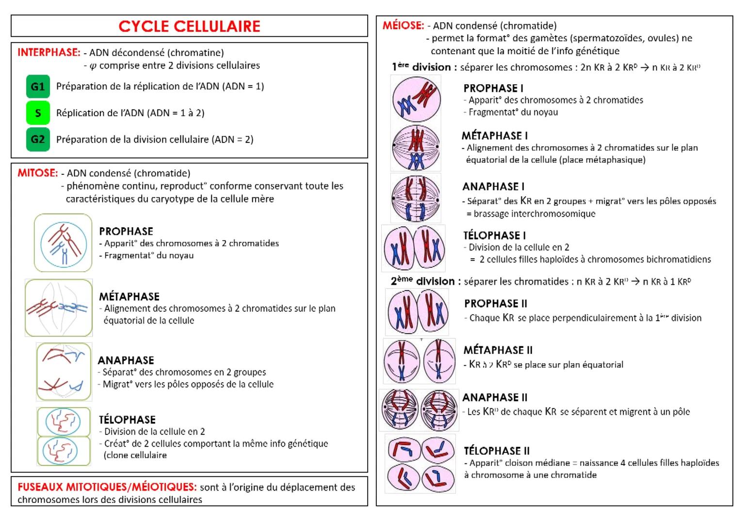 CYCLE CELLULAIRE
INTERPHASE: - ADN décondensé (chromatine)
- comprise entre 2 divisions cellulaires
G1 Préparation de la réplication de l'AD