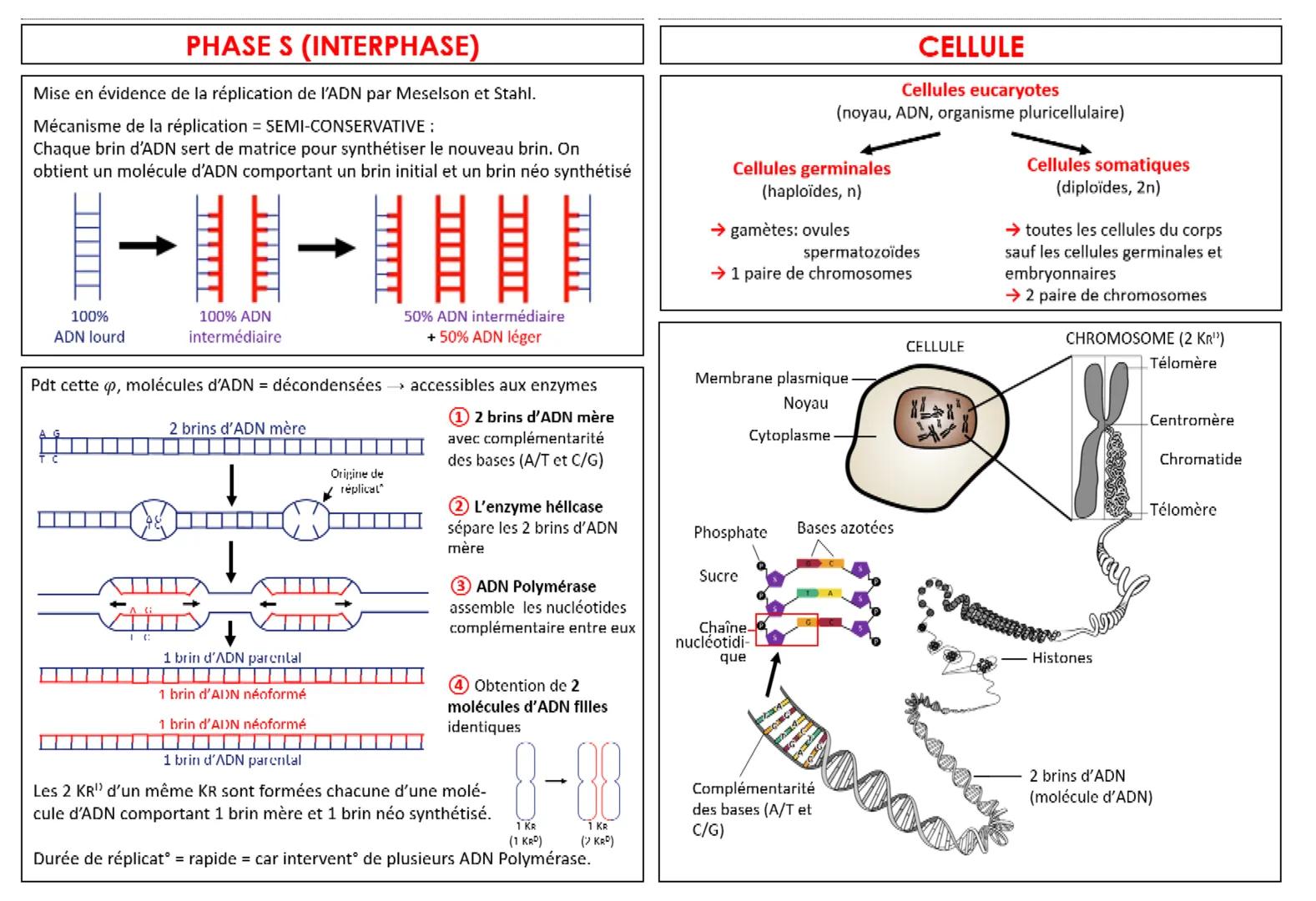 CYCLE CELLULAIRE
INTERPHASE: - ADN décondensé (chromatine)
- comprise entre 2 divisions cellulaires
G1 Préparation de la réplication de l'AD