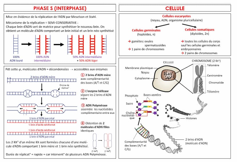 CYCLE CELLULAIRE
INTERPHASE: - ADN décondensé (chromatine)
- comprise entre 2 divisions cellulaires
G1 Préparation de la réplication de l'AD