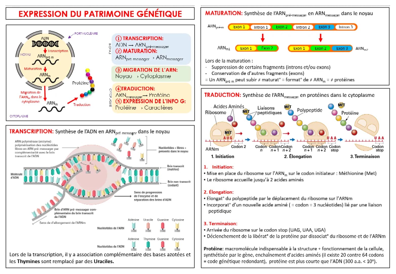 CYCLE CELLULAIRE
INTERPHASE: - ADN décondensé (chromatine)
- comprise entre 2 divisions cellulaires
G1 Préparation de la réplication de l'AD